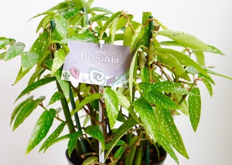 ベゴニア 木立ベゴニア 6号 ドット模様が可愛い 育てやすい 観葉植物