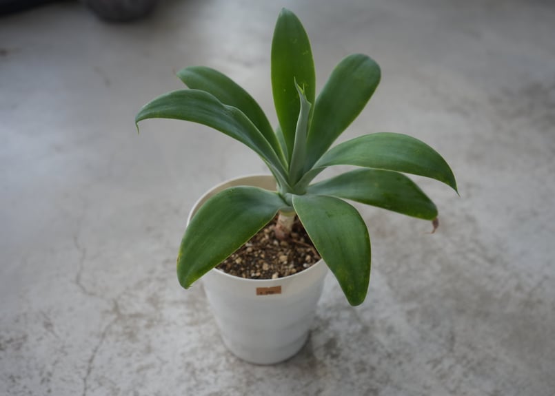アガベ アテナータ 5号 Agave 多肉植物 カッコいい | インテリア