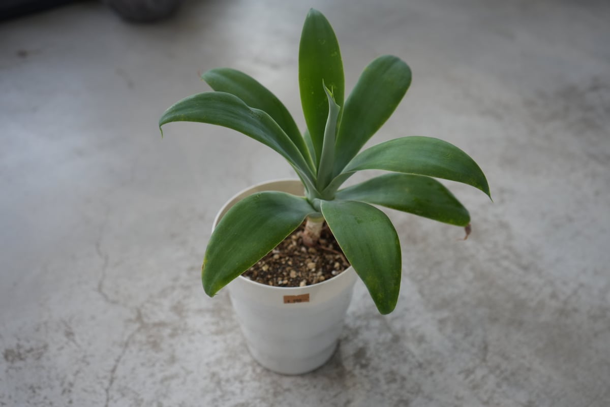 アガベ アテナータ 5号 Agave 多肉植物 カッコいい | インテリア