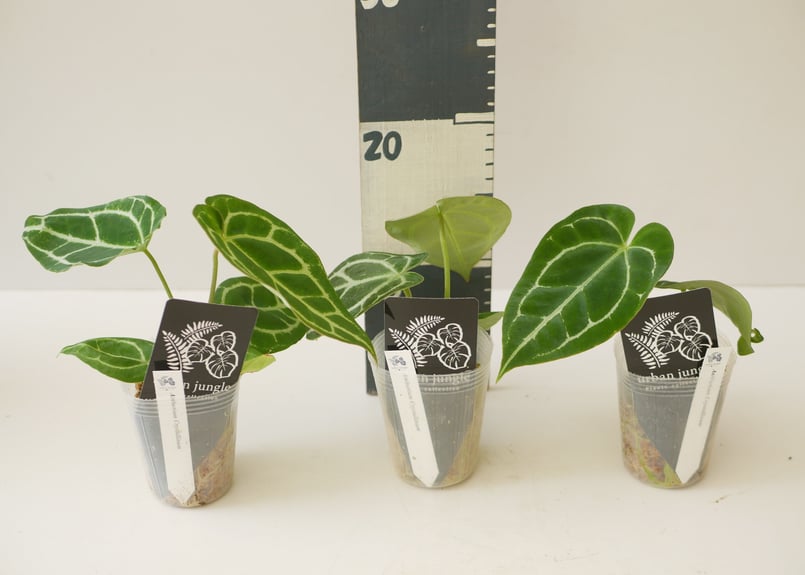 特価）アンスリウム クリスタリナム 2.5号 レア植物 モザイク様で