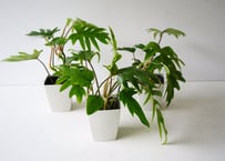 フィロデンドロン タンゴ 4号 観葉植物 切れ葉がお洒落なインテリアグリーン つる性植物