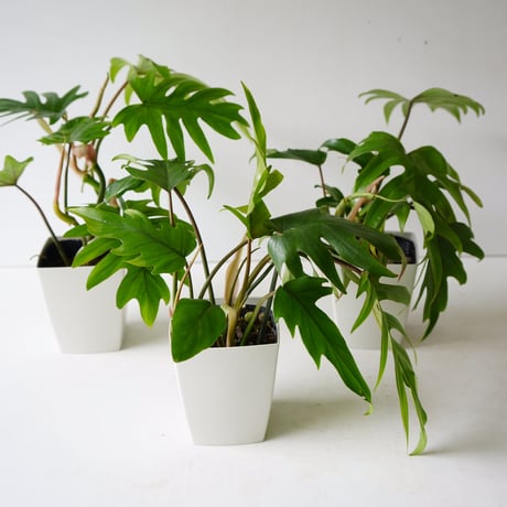 フィロデンドロン タンゴ 4号 観葉植物 切れ葉がお洒落なインテリアグリーン つる性植物