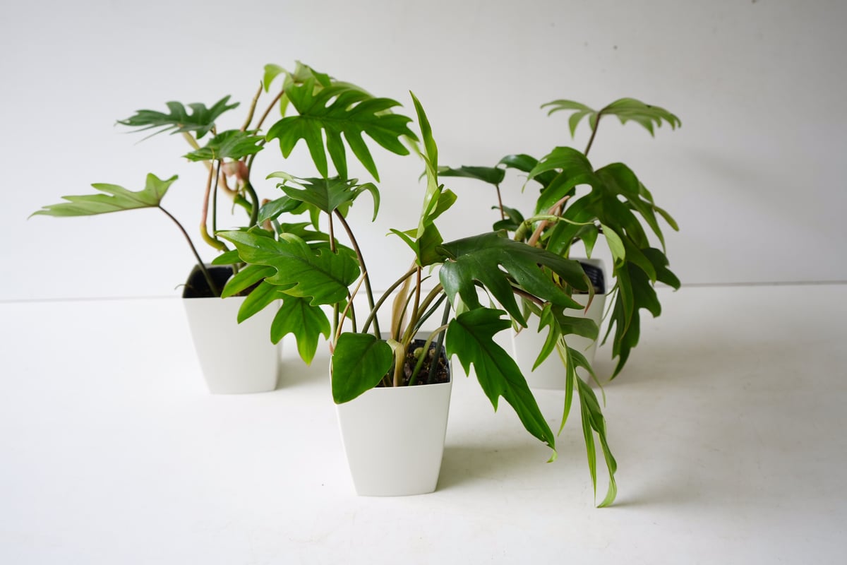 フィロデンドロン タンゴ 4号 観葉植物 切れ葉がお洒落なインテリア 
