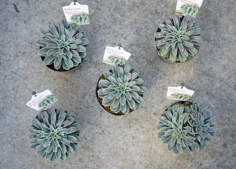 エケベリア ファンタスティック ファウンテン 4号 多肉植物