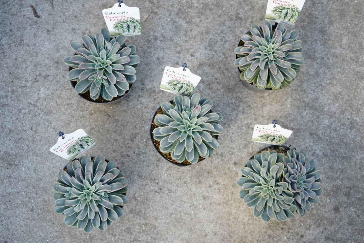 エケベリア ファンタスティック ファウンテン 4号 多肉植物