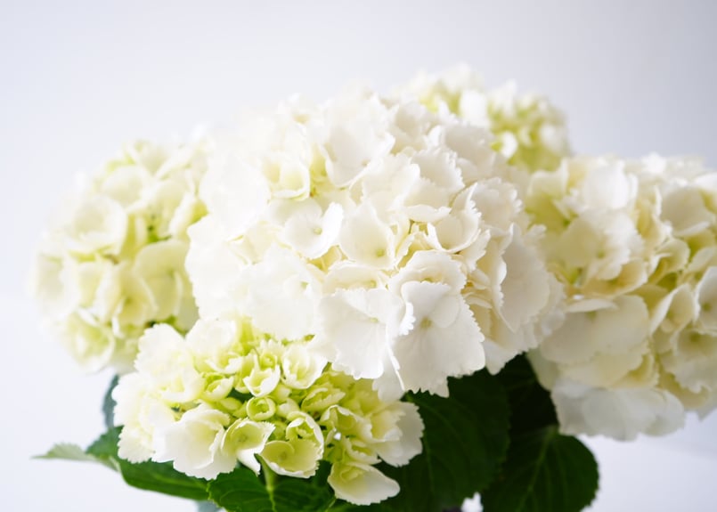 紫陽花 西洋アジサイ シュガーホワイト 5号 フリルで豪華 贈り物 紫陽花 西洋アジサイ シュガーホワイト 5号 フリルで豪華 贈り物