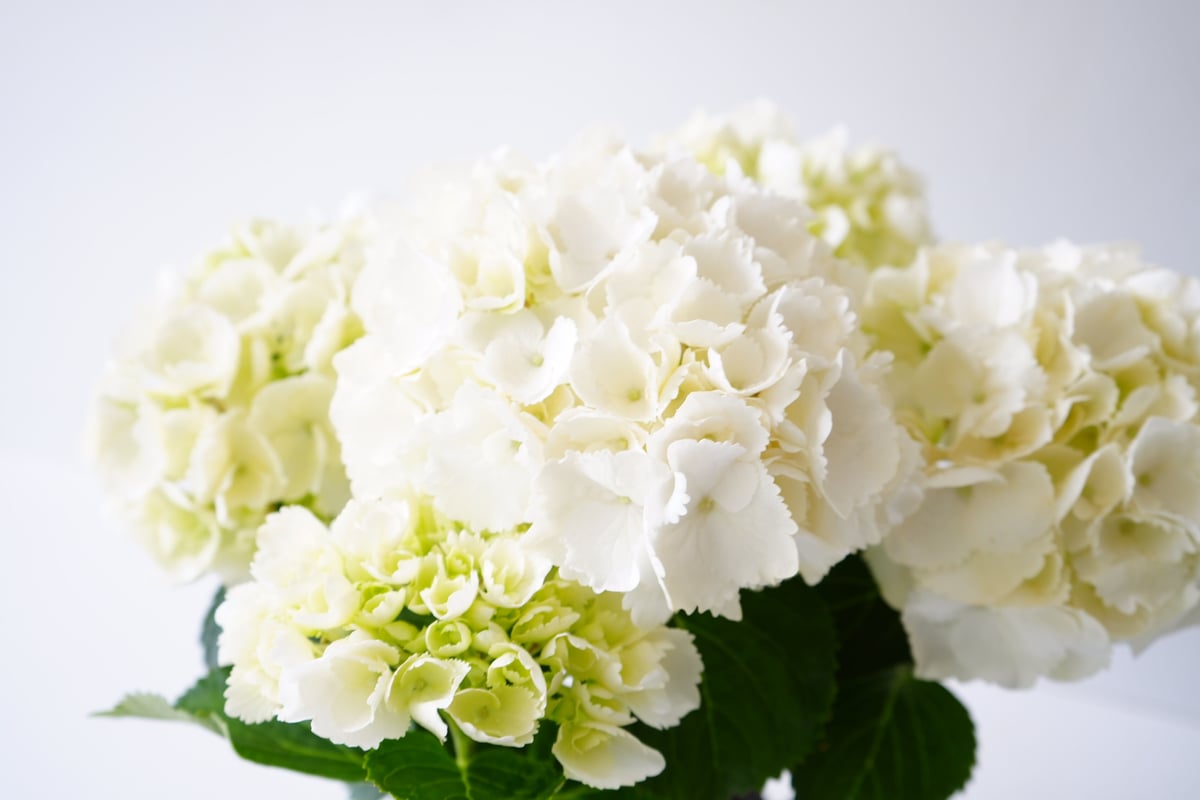 紫陽花さま専用 かすく様専用 紫陽花 アジサイ スズキ農園 新品種 コスモオーラ