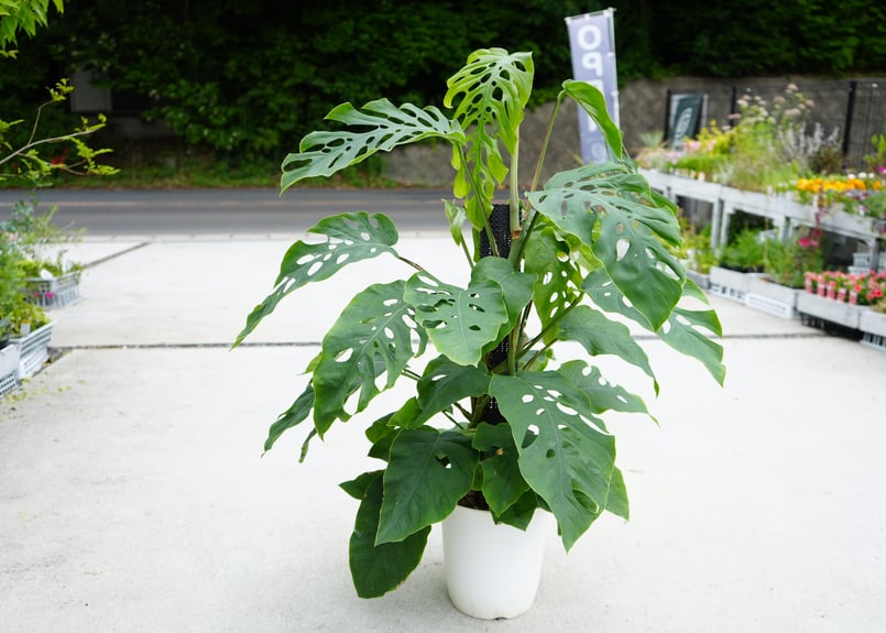 モンステラ デュビア 8号 人気の観葉植物 半蔓性 ボタニカル