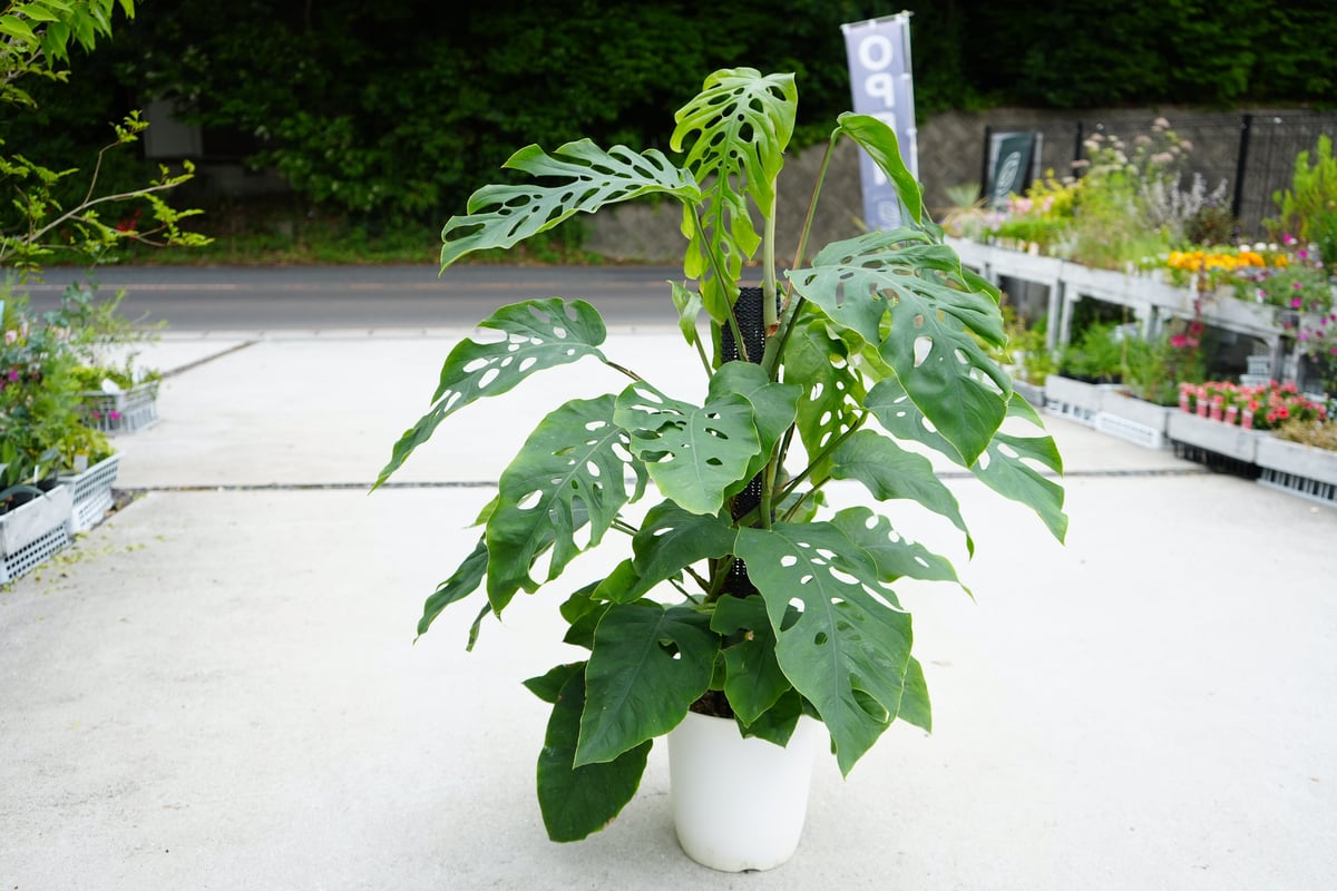 特大 モンステラ デュビア 8号鉢 モンステラ：デュビア 8号鉢植え の通販 | 園芸ネット