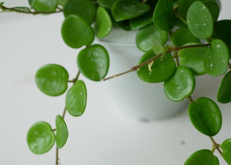 ホヤ マチルダ 3号 吊り鉢 ハンギング 育てやすい 観葉植物