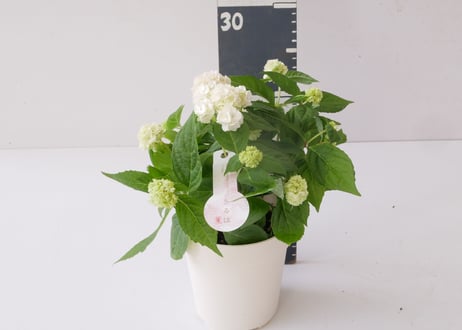 山紫陽花　うるは　あじさい