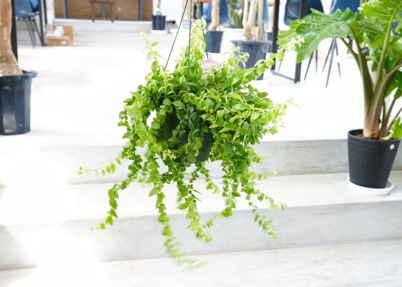 エスキナンサス サンライズ 5号吊り鉢 観葉植物 ハンギンググリーン