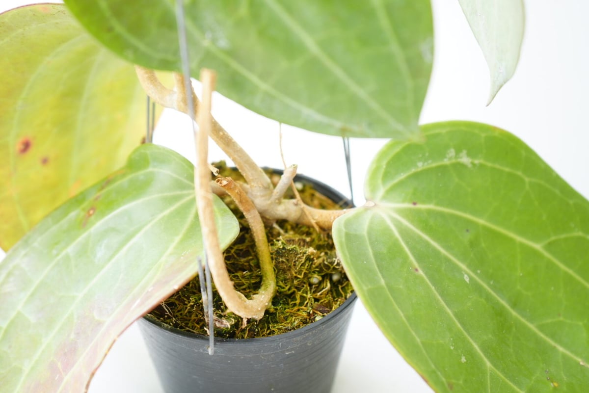 ホヤ ラティフォリア Hoya latifolia 吊り鉢 着生植物 レア植物