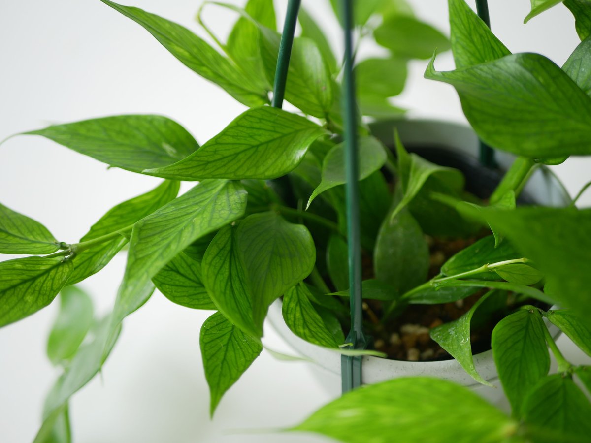 ホヤ フィッシュテール 4号 吊り鉢 ポリネウラ 育てやすい 観葉植物