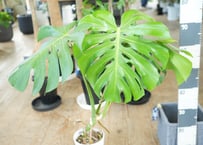 アンスリウム ルクスリアンス 'ダーク' Anthurium dark luxrians