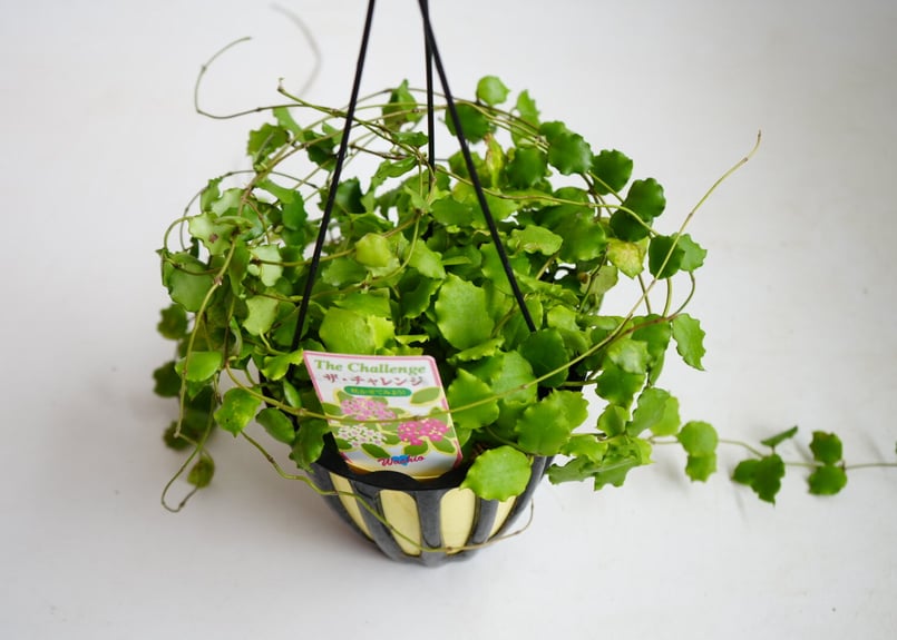 こ*ろ様 観葉植物　吊り鉢　ハンギング　7種アソート　バンダ　ホヤ こ*ろ様 観葉植物 吊り鉢 ハンギング 7種アソート バンダ ホヤ こ*