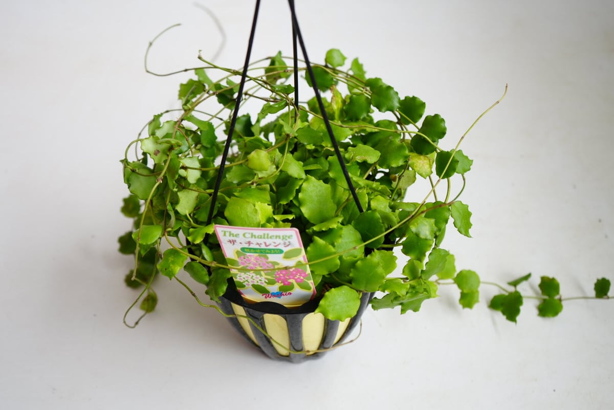 ホヤ ヘンダウエンシス 5号 吊り鉢 小さなウェーブがかる葉