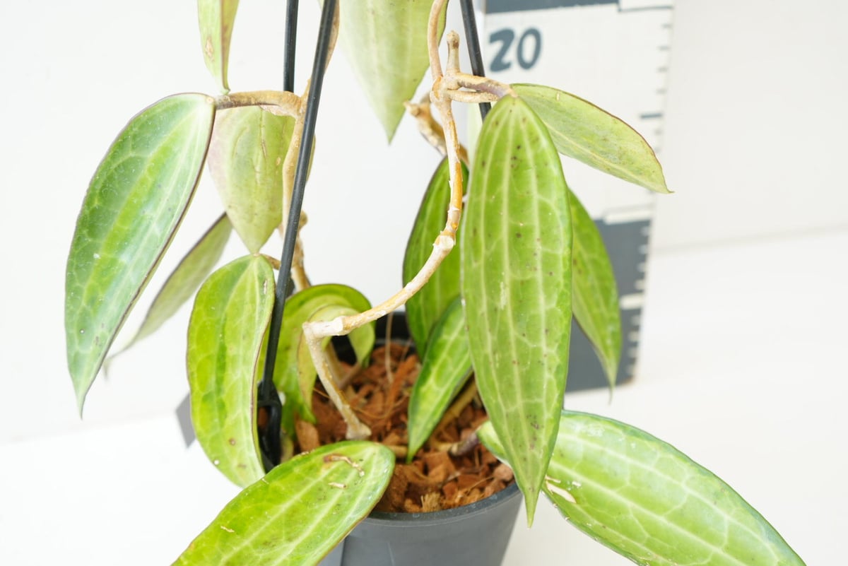 0905＊ホヤ＊Hoya ＊mathilde＊variegata＊マチルダ内斑入 0905＊ホヤ＊Hoya ＊mathilde＊variegata＊マチルダ内斑入 16 ホヤ