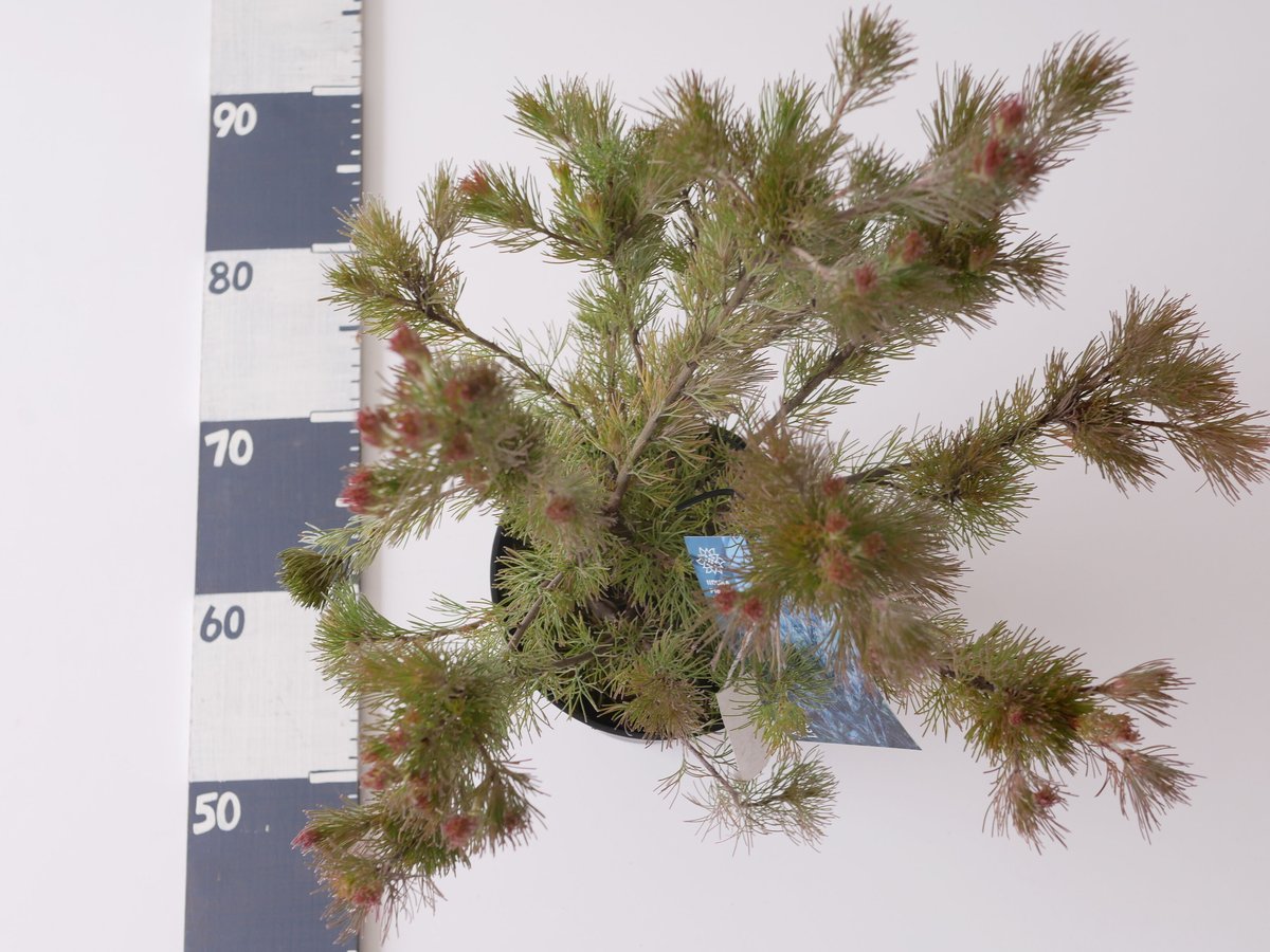 アデナンサス　ルーラタン　5号鉢　オージープランツ 希少 アデナンサス ルーラ タン ふわふわ系 地植え シンボルツリー
