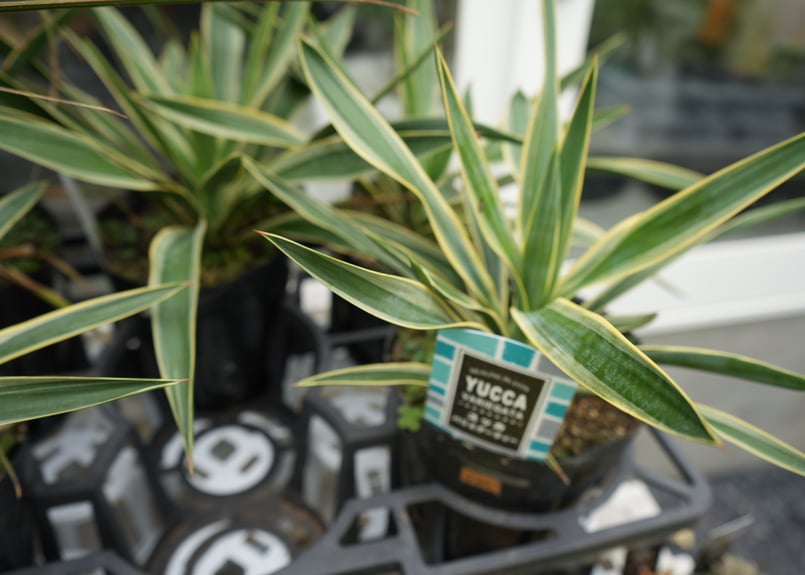 大株 ユッカ グラリオサ バリエガーター 斑入 耐寒 ユッカグロリオサ