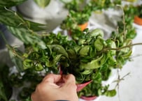 アデロネマパリドネルヴィウム 7号 熱帯植物 荒木植物 美しい葉