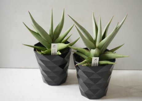 サンセベリア チャニン 4号｜肉厚な葉が美しい希少サンスベリア｜育てやすい観葉植物｜ｻﾝｾﾍﾞﾘｱ ｻﾝｾﾍﾞﾘｱ 4号