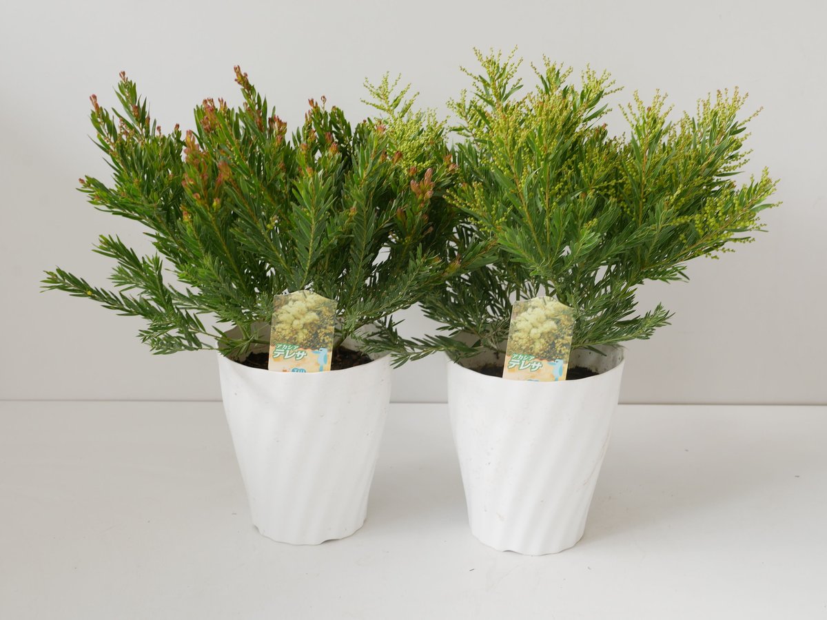 ⑤人気のアカシア「テレサ」7号鉢 超大株 ⑤アカシア テレサ 7号鉢