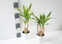 リッキー ブランチ ドラセナ 5号｜スタイリッシュな樹形が魅力の観葉植物｜インテリアグリーンにおすすめ｜ﾘｯｷ ﾌﾞﾗﾝﾁ ﾄﾞﾗｾﾅ類 5号