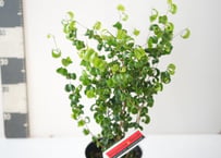 アンスリウム ジャングルブッシュ 綺麗な葉模様 観葉植物 | インテリア