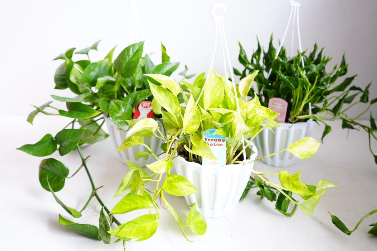 ポトス テルノシャングリラ テルノシリーズNo10 観葉植物 | インテリア