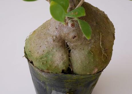 ヒドノフィツム　蟻の巣玉　Hydnophytum formicarum