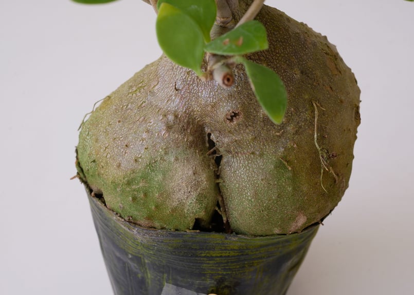 ヒドノフィツム 蟻の巣玉 Hydnophytum formicarum | インテリアグリーン