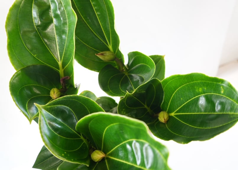 メディニラ マグニフィカ フラメンコ medinilla magnifica flamenco
