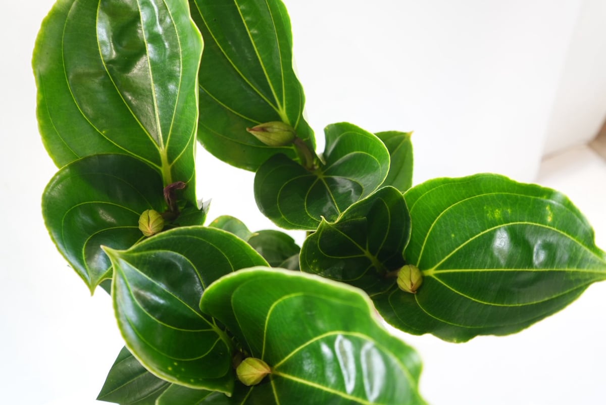 メディニラ マグニフィカ フラメンコ medinilla magnifica flamenco