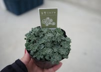 白雪ミセバヤ 多肉植物 3号