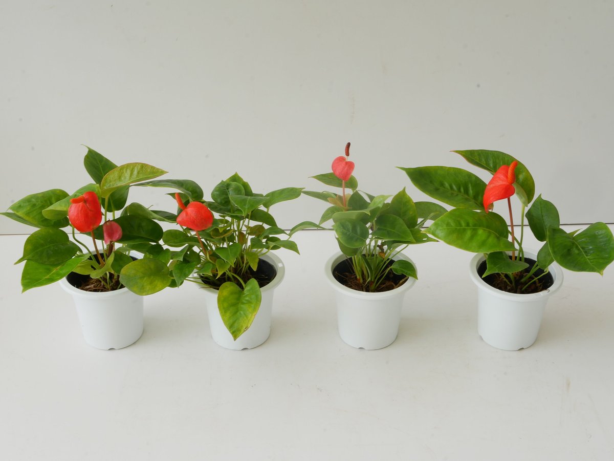 【激レア品種】アンスリウム トリロバム インシグネ‼️ 激レア品種】アンスリウム トリロバム インシグネ‼️ - メルカリ