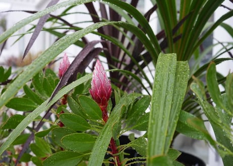 キング・プロティア リトルプリンス 6号 ワイルドフラワー 大きく迫力ある花