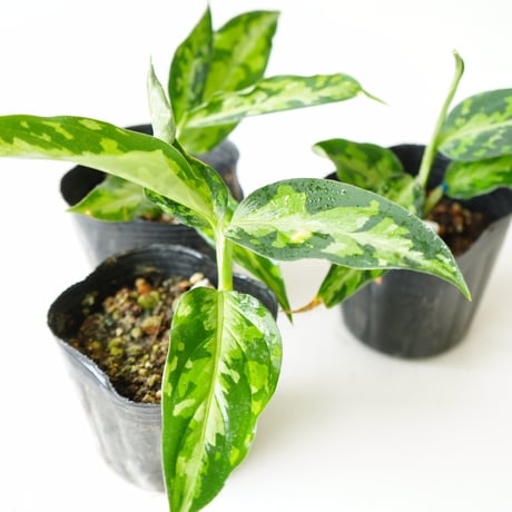 アグラオネマ ピクタム トリカラー 迷彩カラーが人気 観葉植物