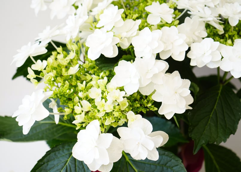 紫陽花 ハイドランジアプロポーズフォーユー 5号 贈り物 母の日
