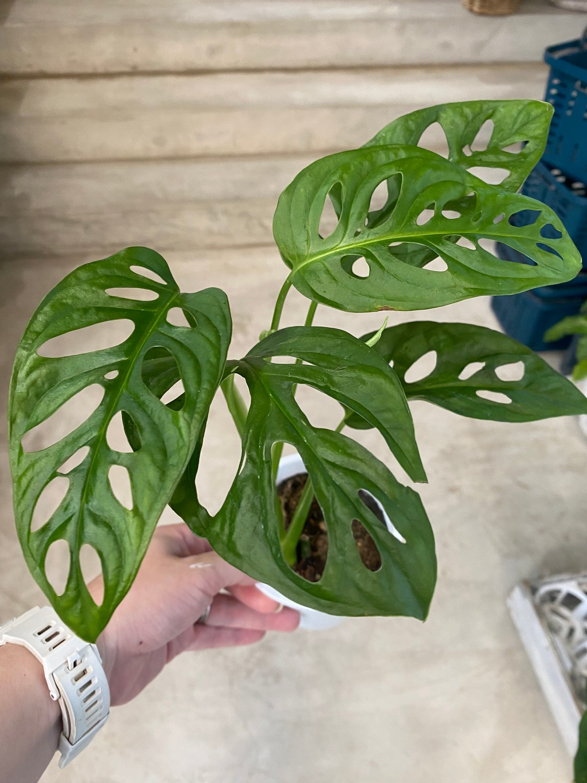 モンステラ マドカズラ 3号 観葉植物 爽やかインテリア | インテリア