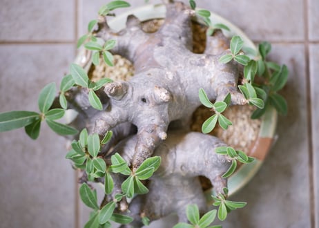 パキポディウム・ブレビカウレ 　Pachypodium brevicaule 恵比寿笑い