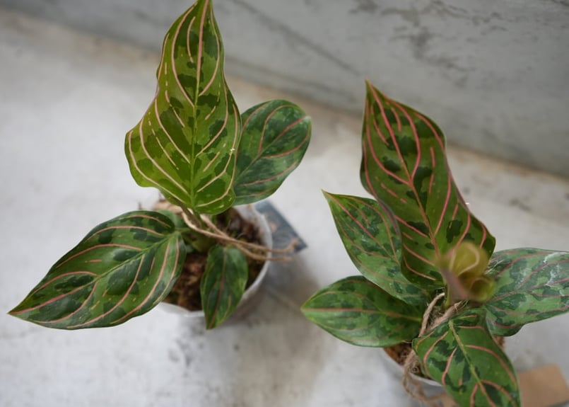 アグラオネマ レッドアーミー　1 陶器鉢 お皿付き アグラオネマ レッドアーミー 2.5号 美しい葉模様 ハイブリット