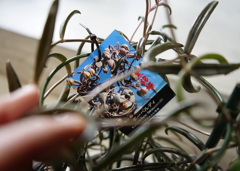 カランコエ 黒錦蝶 5号 多肉植物 黒い葉 クールでかっこいい