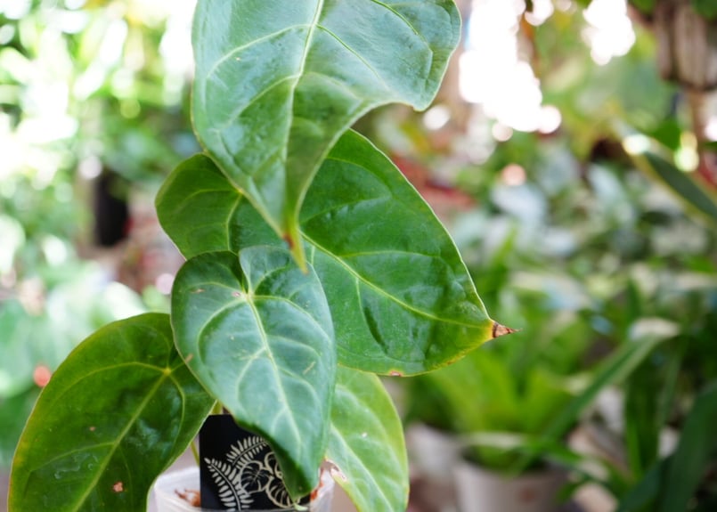 アンスリウム マグニフィカム 3.5号 ビロード 美しい葉脈 レア種