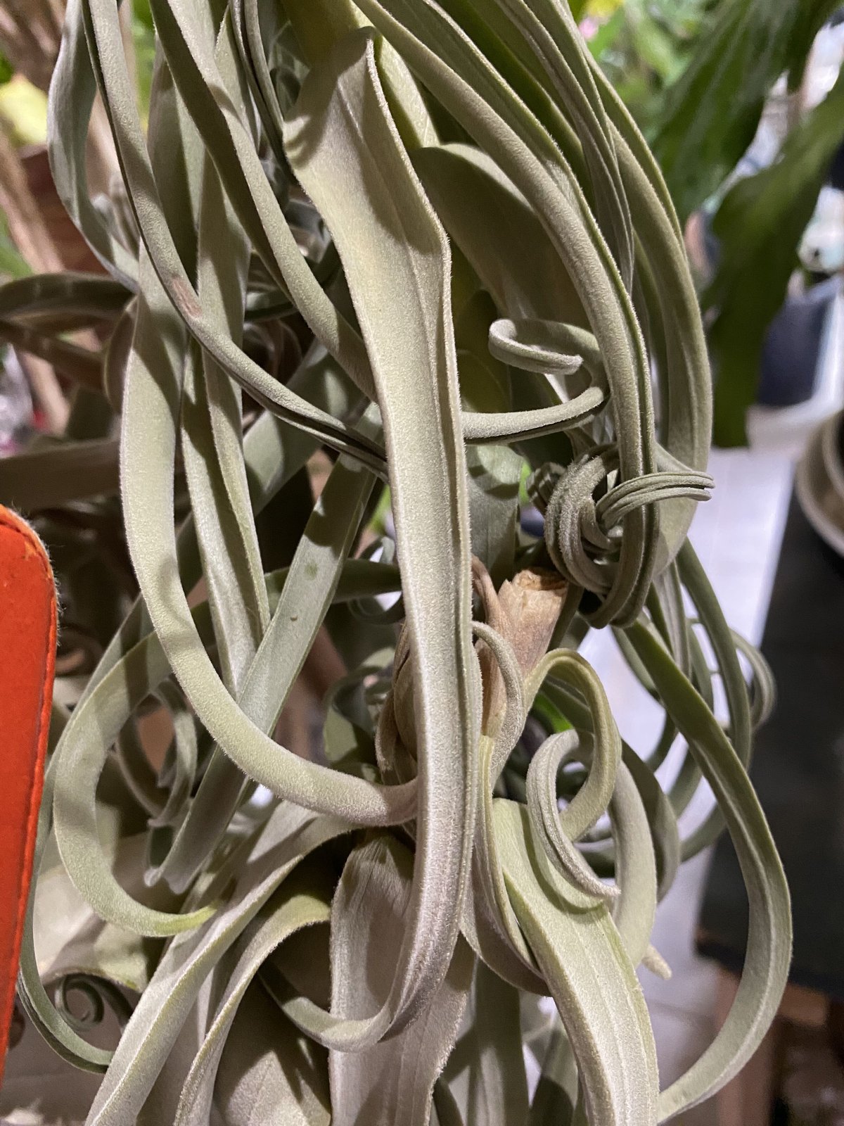 エアープランツ ドゥラティ XL 珍しい カールする葉 チランジア