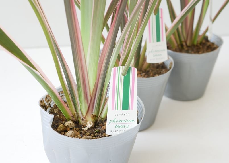 ❉ニューサイラン　ピンクライン　鉢植え❉ ニューサイラン テナクス ピンクライン 多年草 カラーリーフ