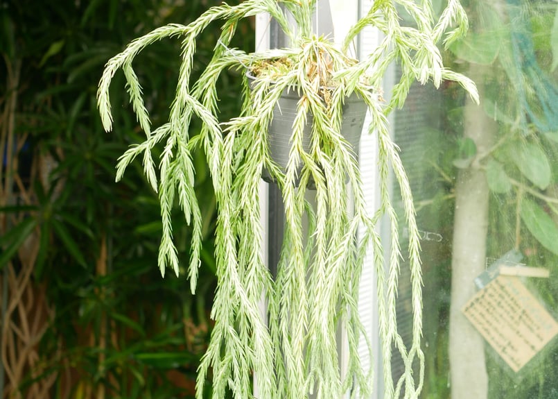 フペルジア HUPERZIA HYBRID シダ植物 | インテリアグリーンとギフト