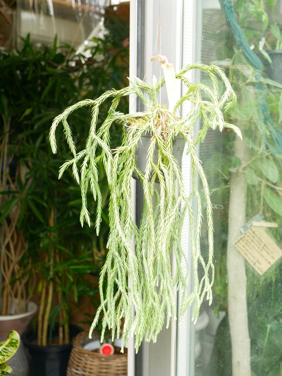 フワフワ♡フペルジア ゴエベリー シダ植物 観葉植物 吊り下げ