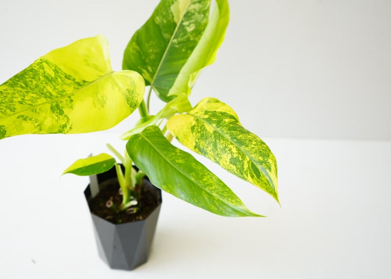 フィロデンドロン ドメスティカム 4号 観葉植物 斑入り レア フィロデンドロン ドメスティカム 4号 観葉植物 斑入り レア