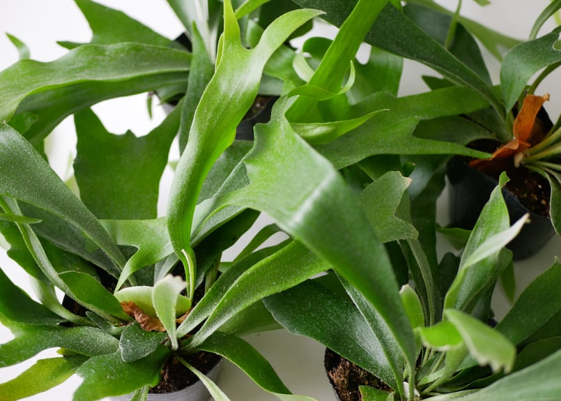 ビカクシダ 観葉植物 緑色 葉巻き 【公式通販】